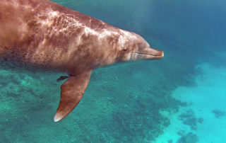Freediving dolphin