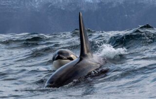 Orca freediving Norway