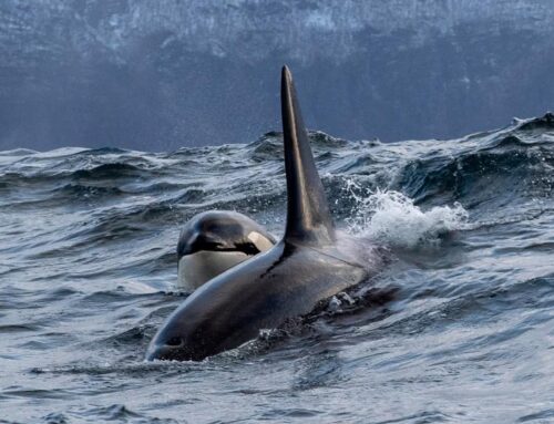 Norway Orca and Humpback Arctic Circle Whale trip