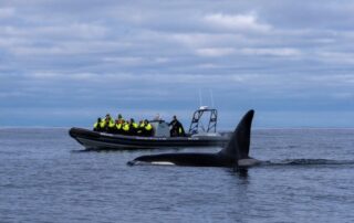 Orca snorkelling Norway