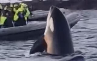 Orca freediving and snorkelling trip