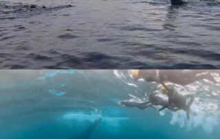 Humpback whale freediving and snorkelling trip