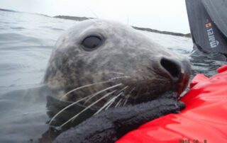 Seal in the Farne islands