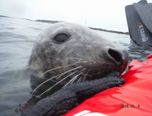 Farne Islands, Northumberland coast, Seal and diving birds trips 2026