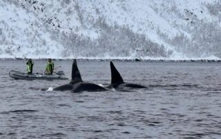 Orca freediving and snorkelling trip