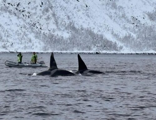 Norway 2026 Norway Arctic circle Orca freediving trip – Booking now