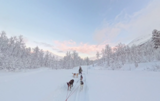 Dog sledding Norway
