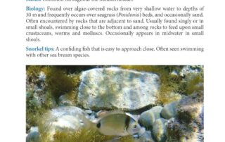 Snorkelling guide book review