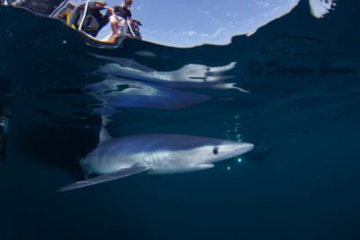 Freediving trip with Blue Sharks